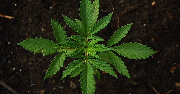 Cannabis parti 1: Kico ta cannabis?